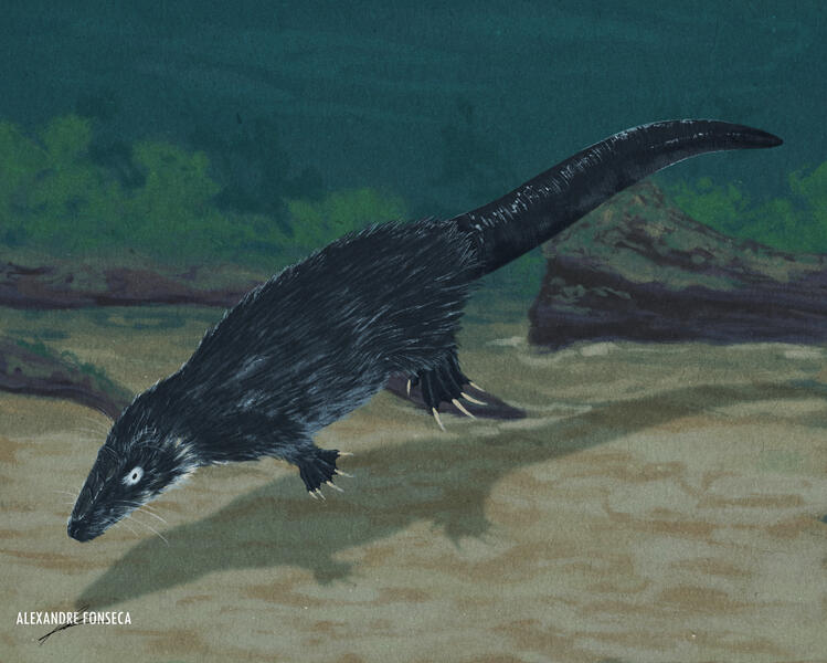 𝘏𝘢𝘭𝘥𝘢𝘯𝘰𝘥𝘰𝘯 𝘦𝘹𝘴𝘱𝘦𝘤𝘵𝘢𝘵𝘶𝘴: The Docodont from Guimarota