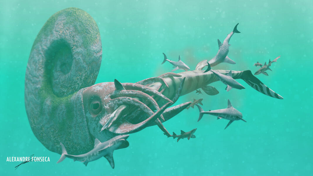 𝘗𝘢𝘳𝘢𝘱𝘶𝘻𝘰𝘴𝘪𝘢 𝘴𝘦𝘱𝘱𝘦𝘯𝘳𝘢𝘥𝘦𝘯𝘴𝘪𝘴 Scavenging a Mosasaur