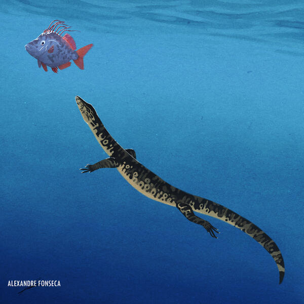 Nardò Scene: The Earliest Lampriform Fish, featuring 𝘕𝘢𝘳𝘥𝘰𝘷𝘪𝘧𝘦𝘳 𝘢𝘭𝘵𝘪𝘱𝘪𝘯𝘯𝘪𝘴 and 𝘗𝘳𝘪𝘮𝘪𝘵𝘪𝘷𝘶𝘴 𝘮𝘢𝘯𝘥𝘶𝘳𝘪𝘦𝘯𝘴𝘪𝘴