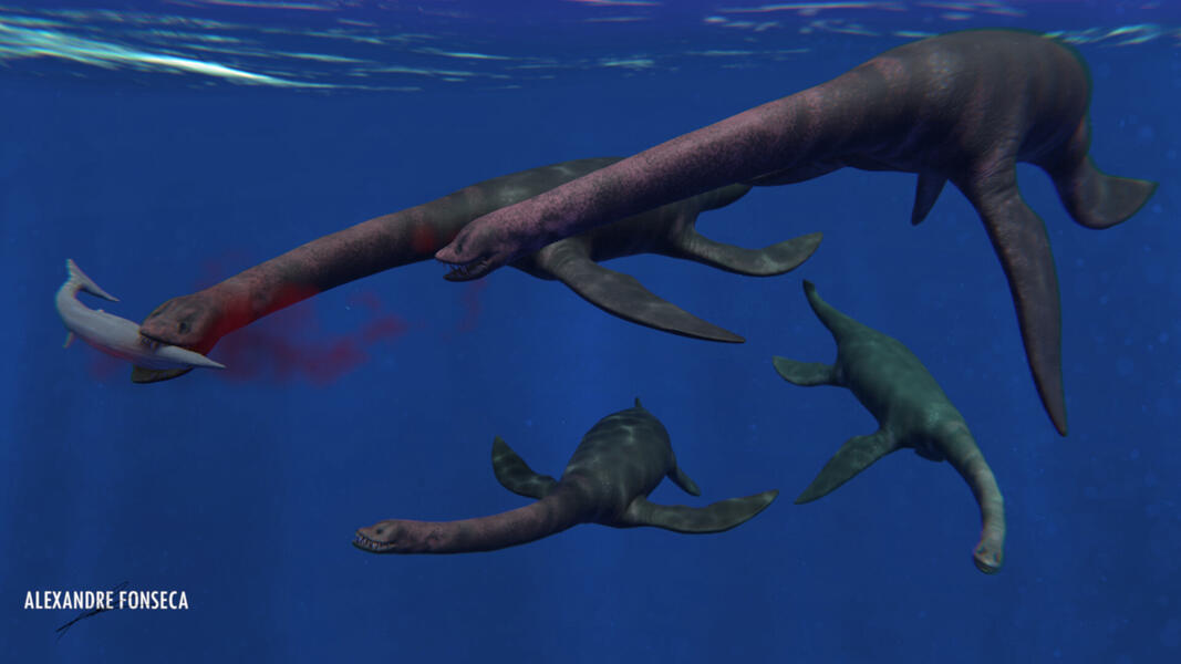 Plesio-pod Attack: 𝘕𝘢𝘬𝘰𝘯𝘢𝘯𝘦𝘤𝘵𝘦𝘴 𝘣𝘳𝘢𝘥𝘵𝘪