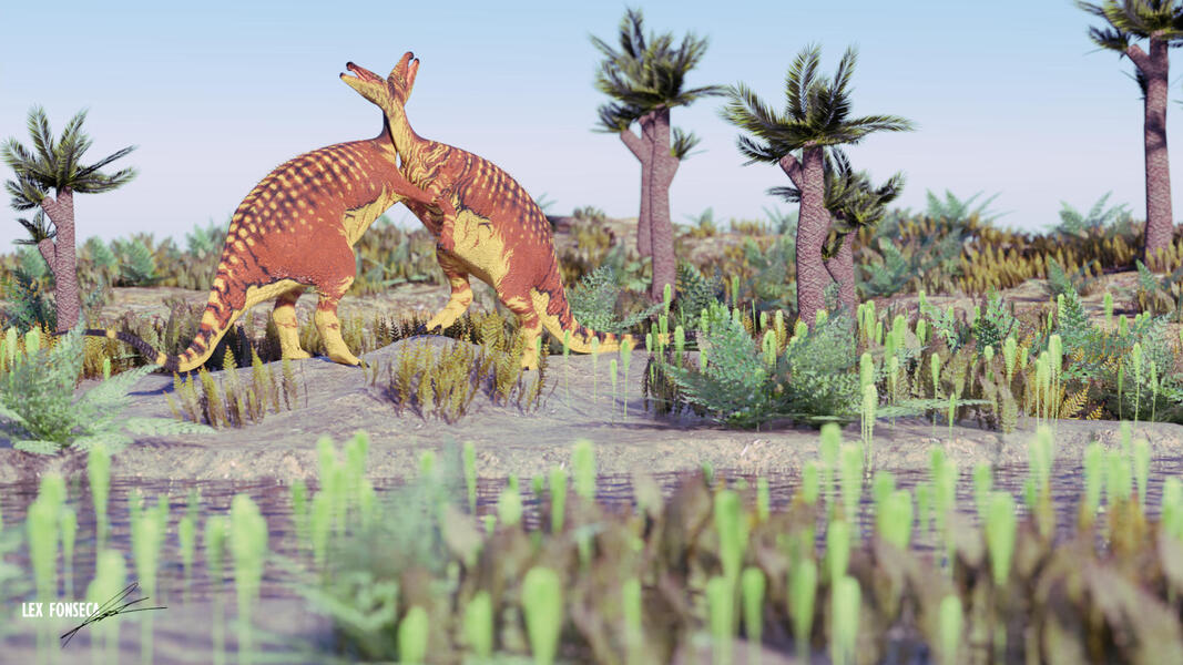 𝘊𝘢𝘮𝘱𝘵𝘰𝘴𝘢𝘶𝘳𝘶𝘴 𝘥𝘪𝘴𝘱𝘢𝘳 Fight