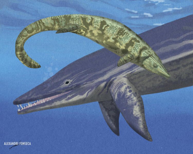 Favret Formation: 𝘖𝘮𝘱𝘩𝘢𝘭𝘰𝘴𝘢𝘶𝘳𝘶𝘴 𝘯𝘦𝘷𝘢𝘥𝘢𝘯𝘶𝘴 and 𝘛𝘩𝘢𝘭𝘢𝘵𝘵𝘰𝘢𝘳𝘤𝘩𝘰𝘯 𝘴𝘢𝘶𝘳𝘰𝘱𝘩𝘢𝘨𝘪𝘴