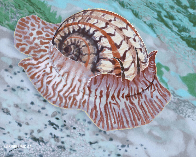 Cape Espichel's Giant Naticid