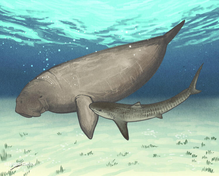The Mermaid from Ameixoeira: 𝘔𝘦𝘵𝘢𝘹𝘺𝘵𝘩𝘦𝘳𝘪𝘶𝘮 sp. and 𝘎𝘢𝘭𝘦𝘰𝘤𝘦𝘳𝘥𝘰 sp.