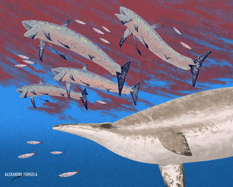 Moreno Formation Red Tide: 𝘉𝘰𝘯𝘯𝘦𝘳𝘪𝘤𝘩𝘵𝘩𝘺𝘴 𝘨𝘭𝘢𝘥𝘪𝘶𝘴, 𝘌𝘯𝘤𝘩𝘰𝘥𝘶𝘴 sp. and 𝘗𝘭𝘰𝘵𝘰𝘴𝘢𝘶𝘳𝘶𝘴 𝘣𝘦𝘯𝘯𝘪𝘴𝘰𝘯𝘪