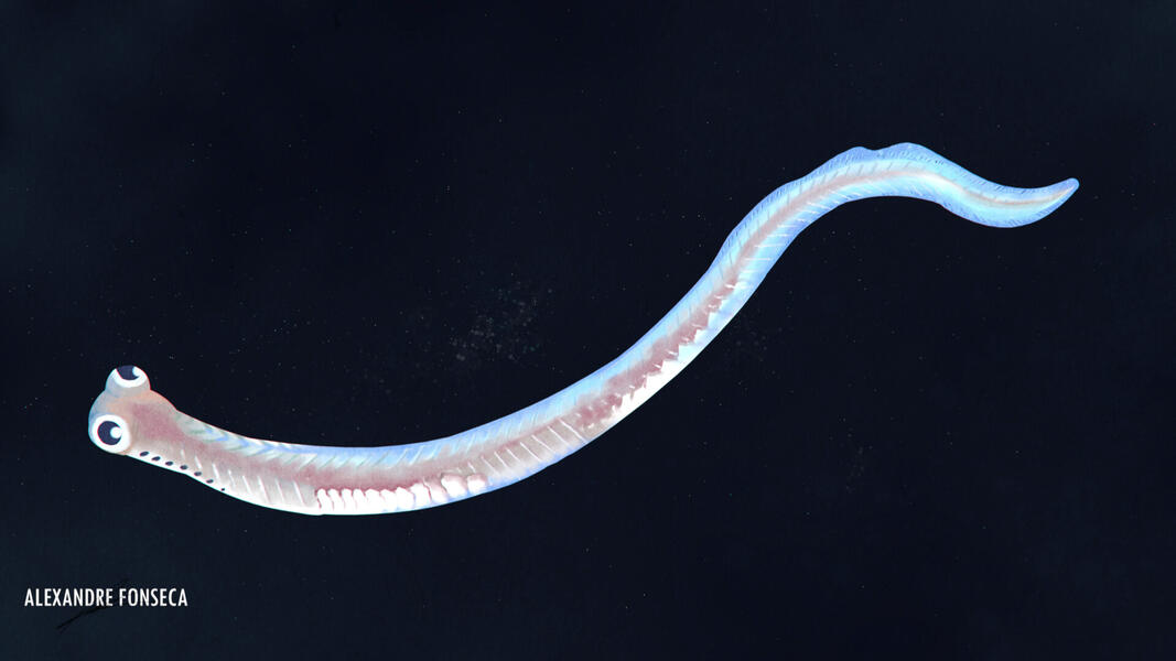 Giant Conodont ๐๐ณ๐ฐ๐ฎ๐ช๐ด๐ด๐ถ๐ฎ ๐ฑ๐ถ๐ญ๐ค๐ฉ๐ณ๐ถ๐ฎ