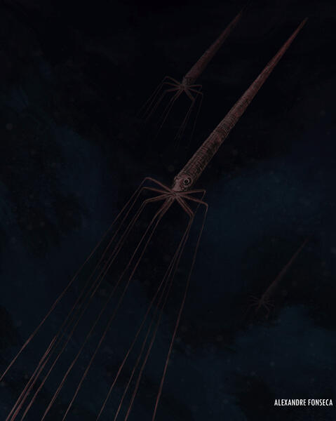 Bigfin Ammonite: 𝘉𝘢𝘤𝘶𝘭𝘪𝘵𝘦𝘴 sp.