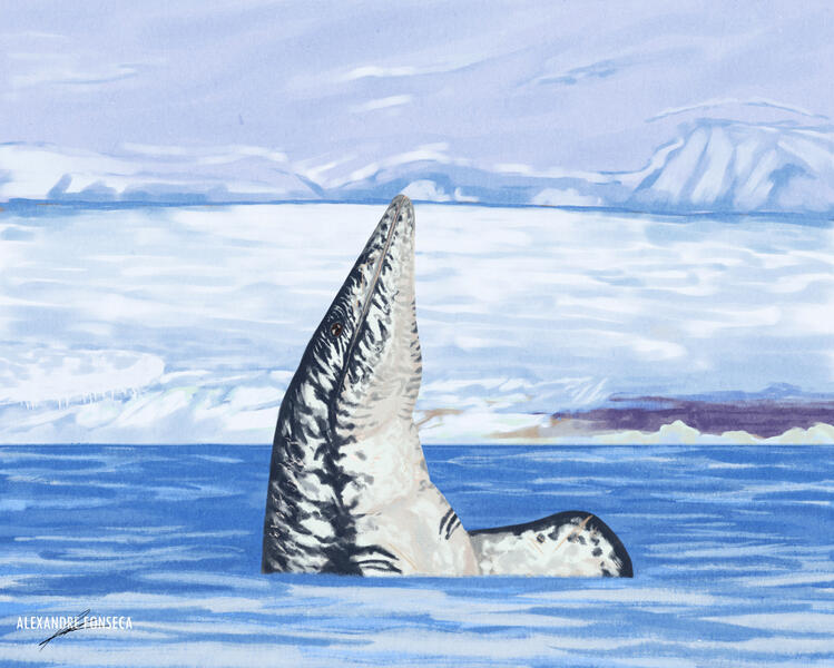 The Polar Tylosaur: ๐๐ข๐ฏ๐ช๐ธ๐ฉ๐ข๐ด๐ข๐ถ๐ณ๐ถ๐ด ๐ข๐ฏ๐ต๐ข๐ณ๐ค๐ต๐ช๐ค๐ถ๐ด