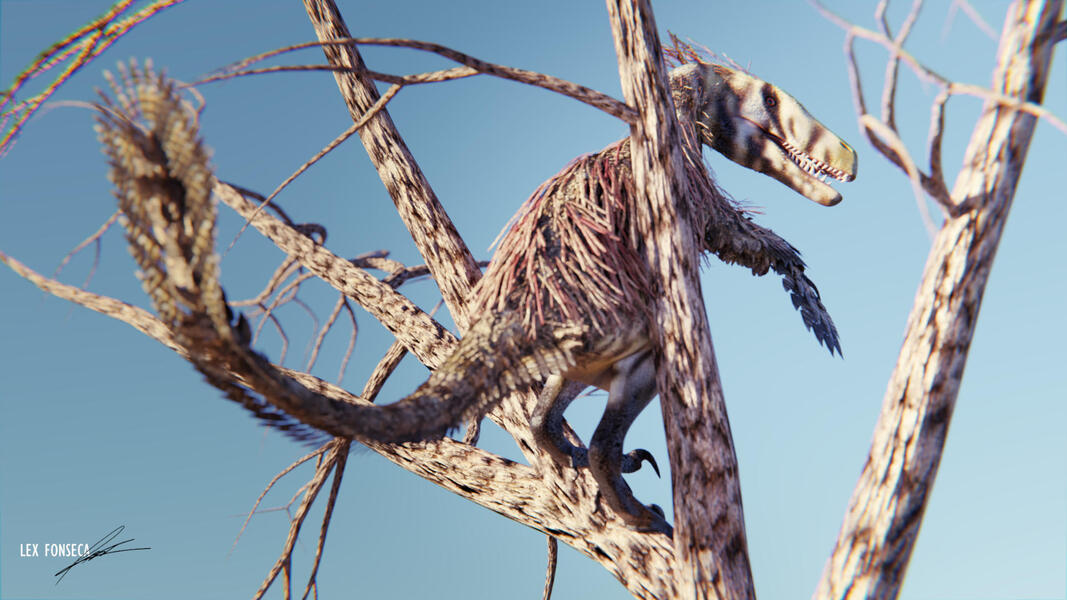 Juvenile 𝘜𝘵𝘢𝘩𝘳𝘢𝘱𝘵𝘰𝘳 𝘰𝘴𝘵𝘳𝘰𝘮𝘮𝘢𝘺𝘴𝘪