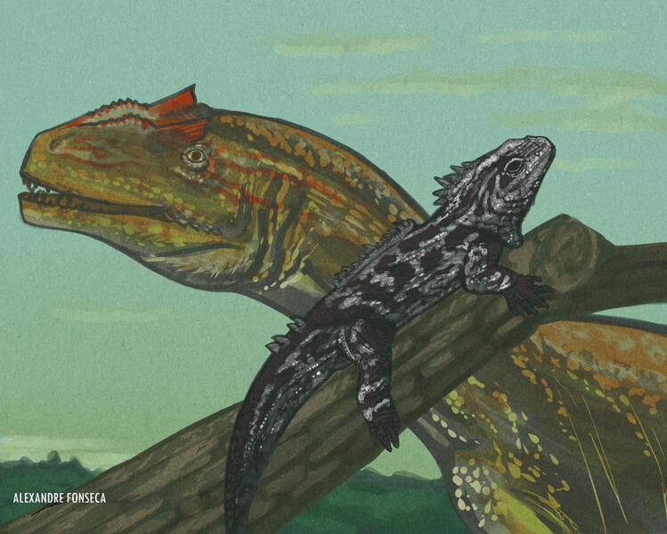 Andrés Fossil Site: 𝘈𝘭𝘭𝘰𝘴𝘢𝘶𝘳𝘶𝘴 𝘧𝘳𝘢𝘨𝘪𝘭𝘭𝘪𝘴 and Sphenodonta indet.