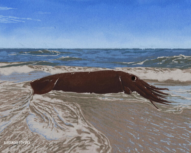 Beached 𝘌𝘯𝘤𝘩𝘰𝘵𝘦𝘶𝘵𝘩𝘪𝘴 𝘮𝘦𝘭𝘢𝘯𝘢𝘦